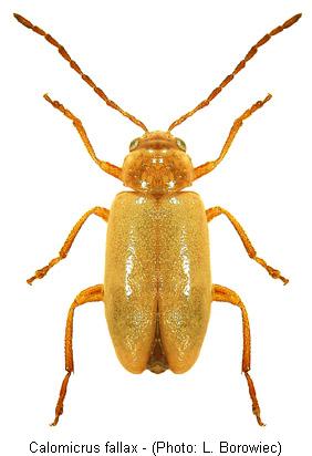 calomicrus_fallax.jpg