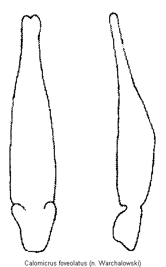 calomicrus_foveolatus.gif