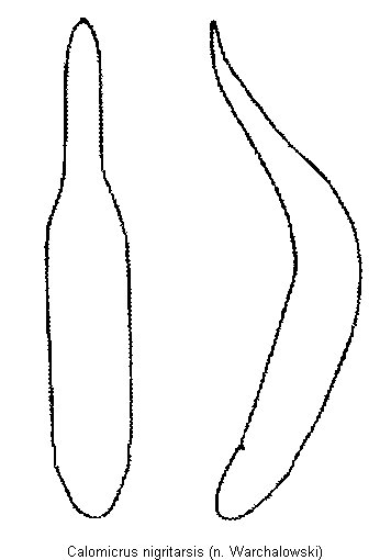 calomicrus_nigritarsis.gif