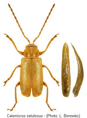 calomicrus_setulosus.jpg