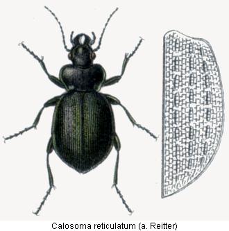 calosoma_reticulatum_hab.jpg