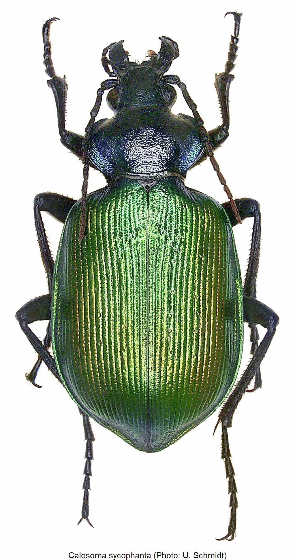 calosoma_sycophanta_hab2.jpg