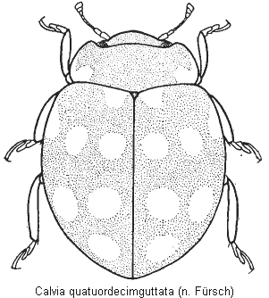 calvia_quatuordecimguttata_hab.gif