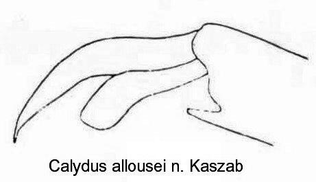 calydus_allousei_hbklaue.jpg