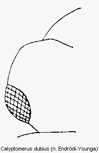 calyptomerus_dubius_k.gif