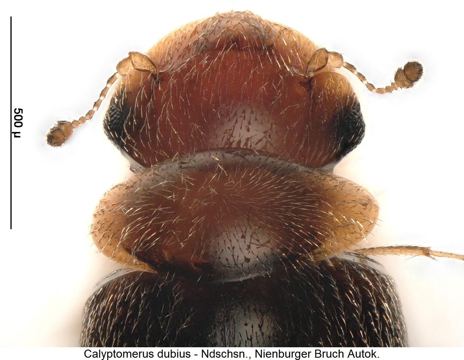 calyptomerus_dubius_vk.jpg