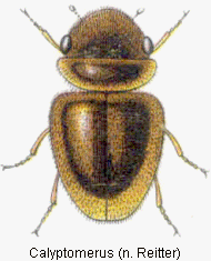 calyptomerus_rtt.gif