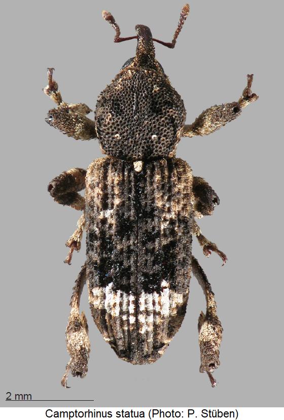 camptorhinus_statua_hab.jpg