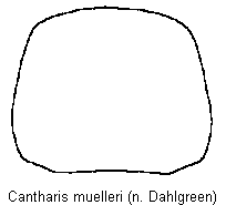 cantharis_muelleri_hsch.gif