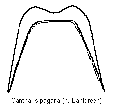 cantharis_pagana_ds.gif