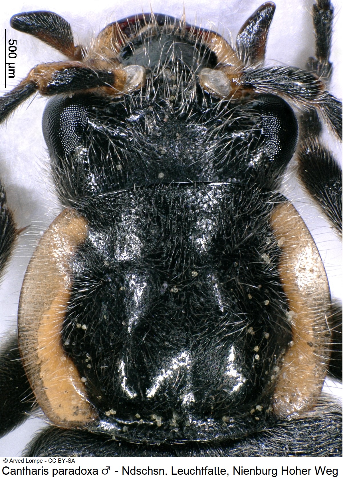 cantharis_paradoxa_m_ck38099905_vk.jpg