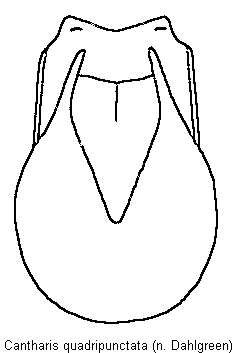 cantharis_quadripunctata.gif