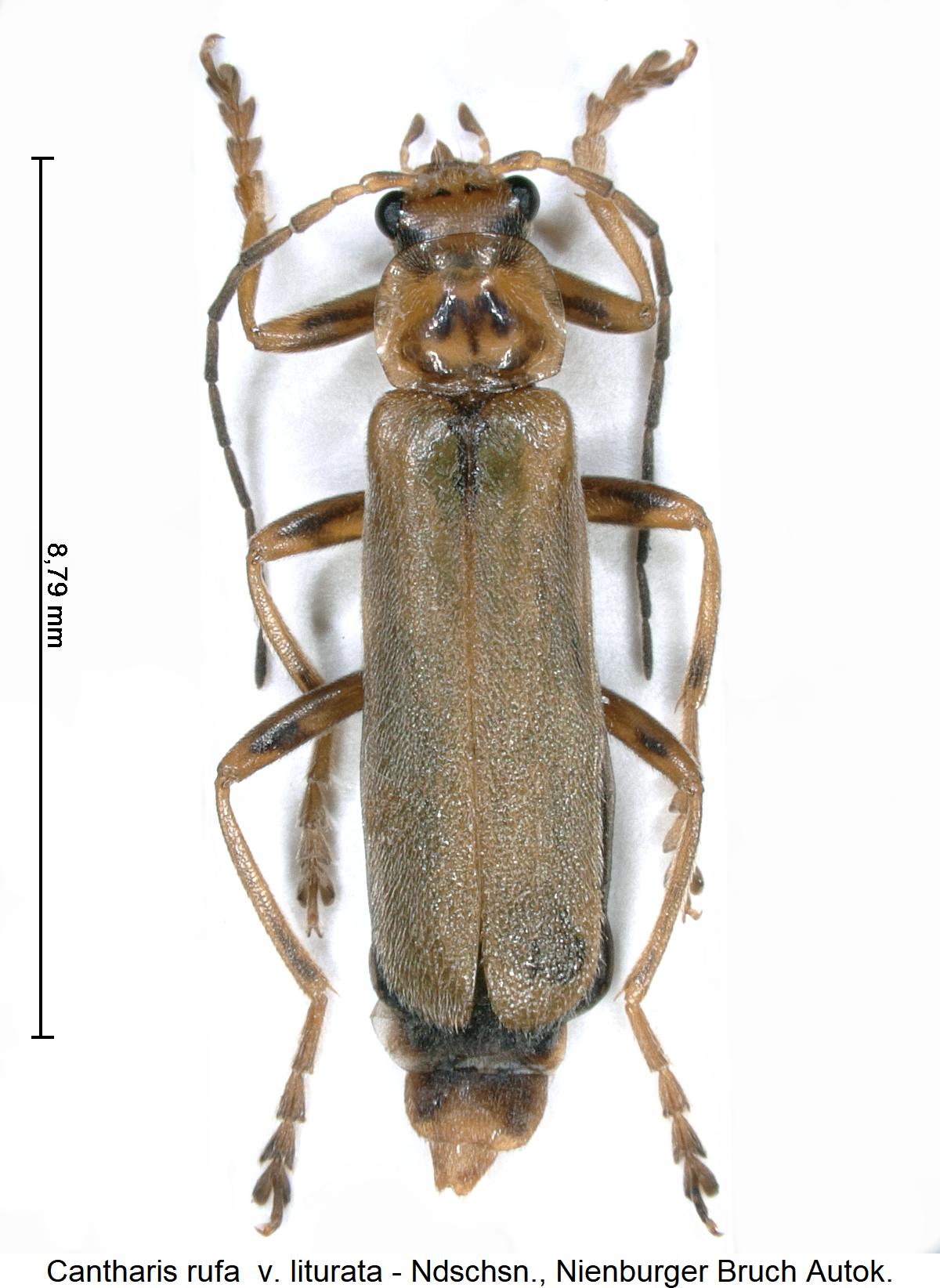 cantharis_rufa_v_liturata_hab.jpg