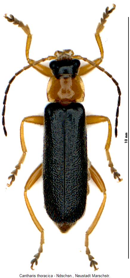 cantharis_thoracica_hab.jpg