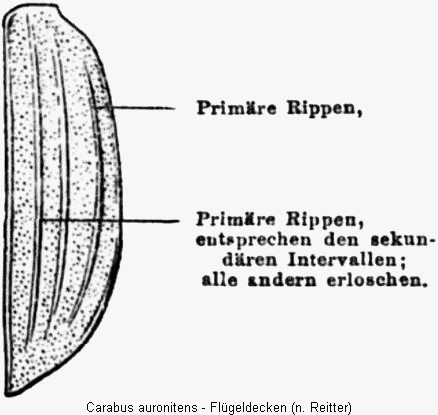 carabus_auronitens_fld.gif