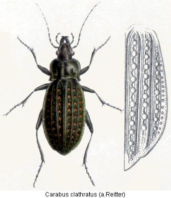 carabus_clathratus_rtt.jpg