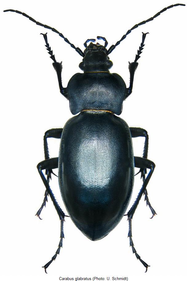 carabus_glabratus_hab2.jpg