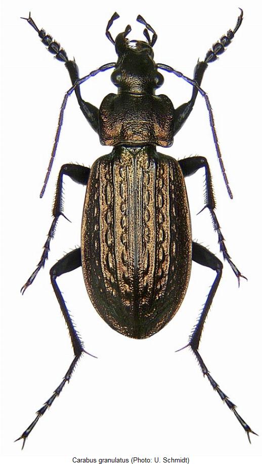 carabus_granulatus_hab.jpg