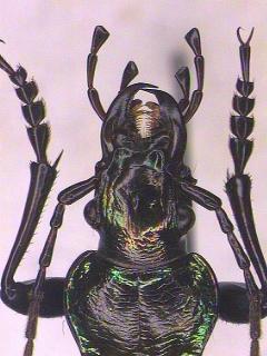 carabus_kopf.jpg