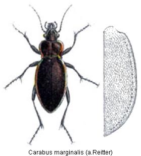 carabus_marginalis_rtt.jpg