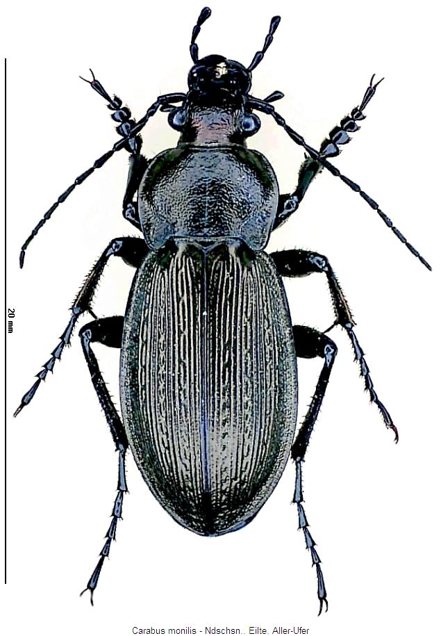 carabus_monilis_hab.jpg
