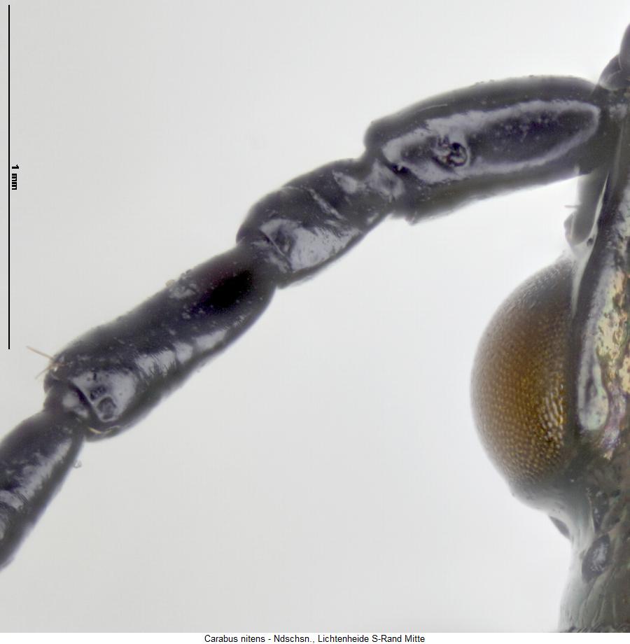 carabus_nitens_f.jpg