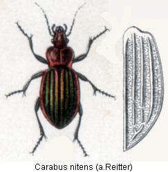 carabus_nitens_rtt.jpg