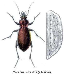 carabus_silvestris_rtt.jpg