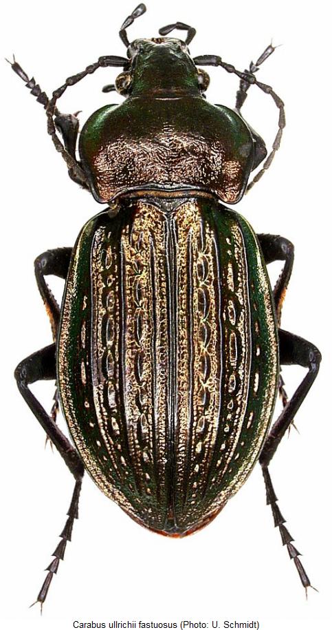 carabus_ullrichii_hab.jpg