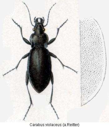 carabus_violaceus_rtt.jpg