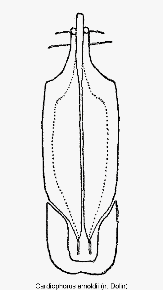 cardiophorus_arnoldii.gif
