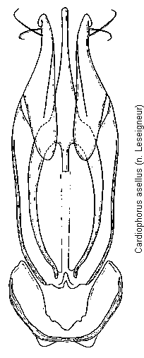 cardiophorus_asellus.gif