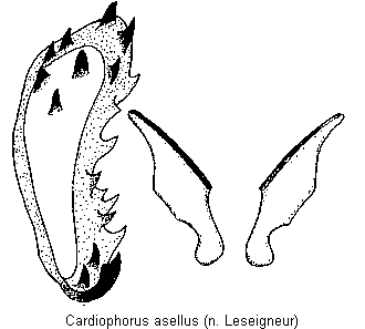 cardiophorus_asellus_bursa.gif