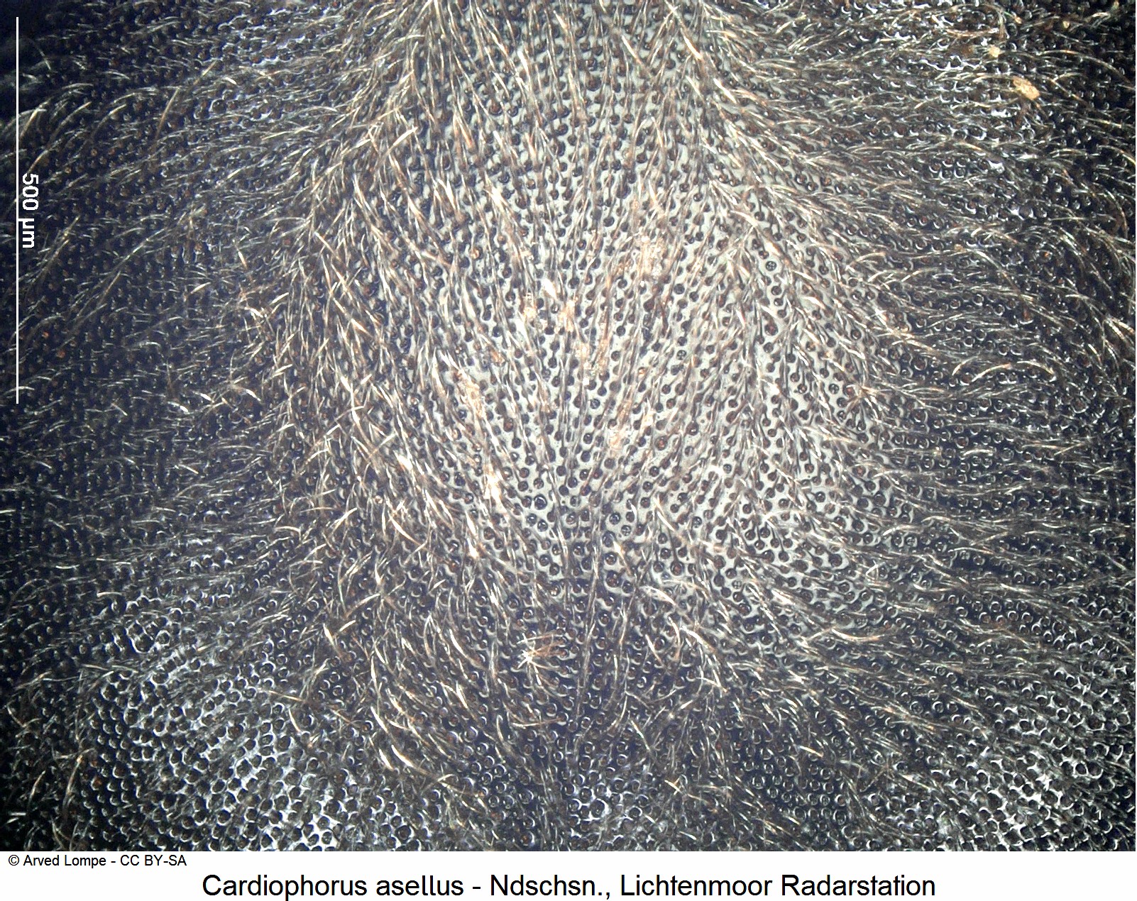cardiophorus_asellus_ck7180_hsch_ms.jpg