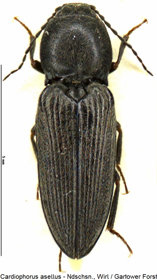 cardiophorus_asellus_hab.jpg
