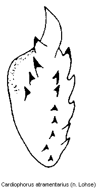 cardiophorus_atramentarius_bursa.gif