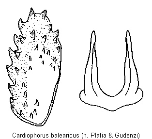 cardiophorus_balearicus_bursa.gif