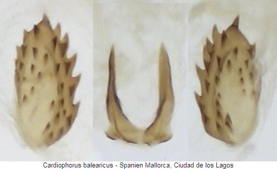 cardiophorus_balearicus_bursa.jpg