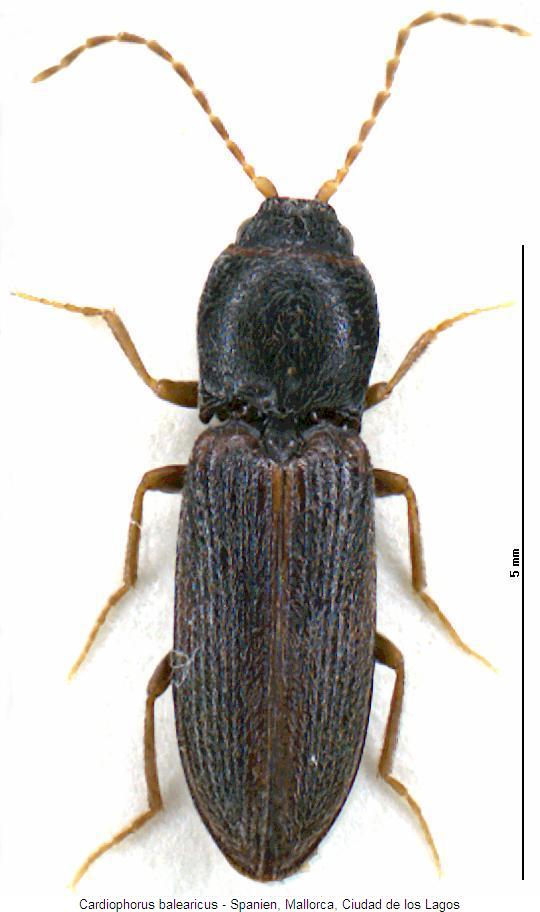 cardiophorus_balearicus_hab2.jpg