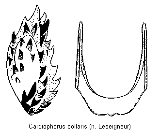 cardiophorus_collaris_bursa.gif