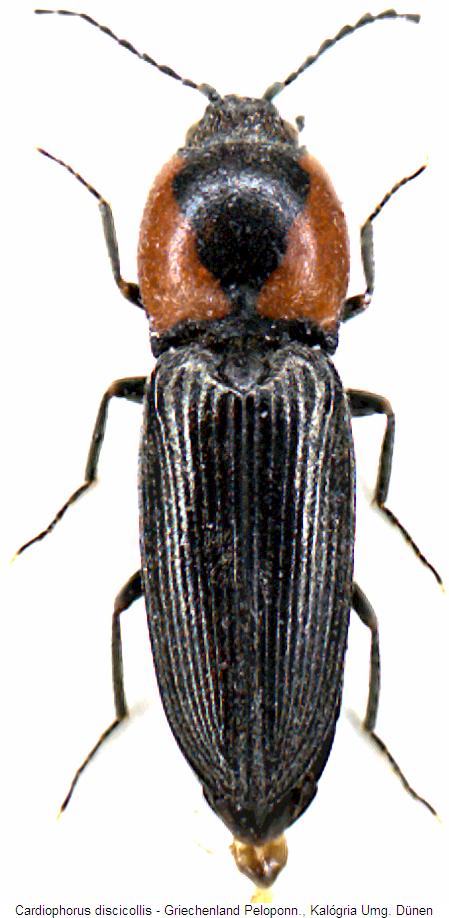 cardiophorus_discicollis_hab.jpg