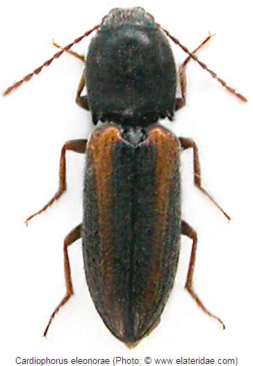 cardiophorus_eleonorae_hab.jpg