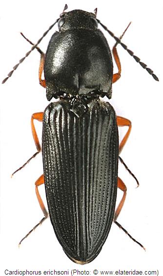 cardiophorus_erichsoni_hab.jpg