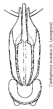 cardiophorus_exaratus.gif