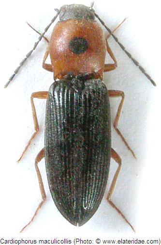 cardiophorus_maculicollis_hab.jpg