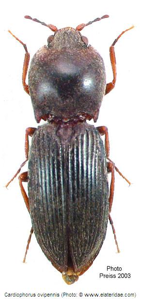cardiophorus_ovipennis_hab.jpg