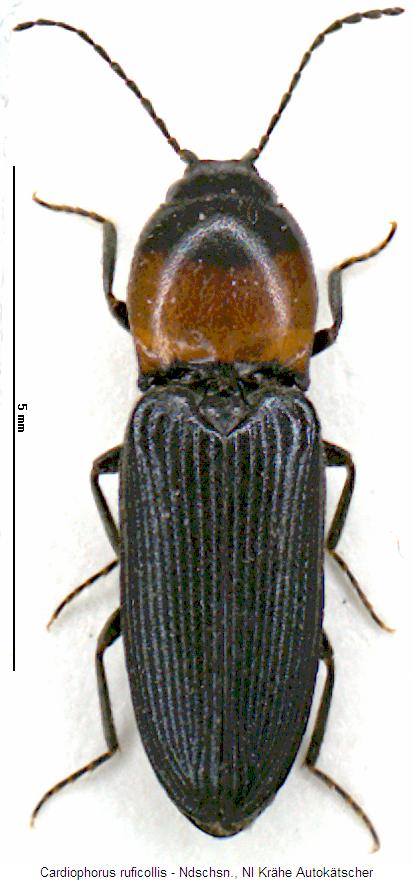 cardiophorus_ruficollis_hab.jpg