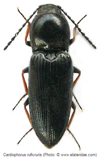 cardiophorus_ruficruris_hab.jpg