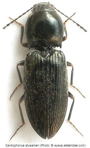 cardiophorus_stussineri_hab.jpg