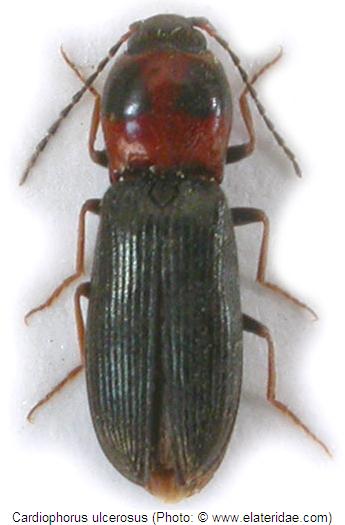 cardiophorus_ulcerosus_hab.jpg